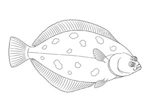 カレイ（鰈）の無料塗り絵イラスト（知育・高齢者レク用）