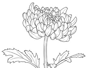 1輪の菊（写真から）の無料塗り絵イラスト（知育・高齢者レク用）