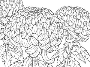 大菊・厚物のアップ（写真から）の無料塗り絵イラスト（知育・高齢者レク用）