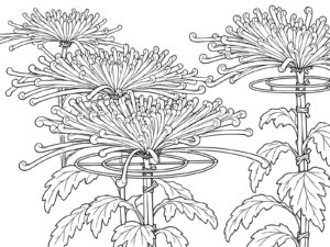 管物の菊と輪台（写真から）の無料塗り絵イラスト（知育・高齢者レク用）