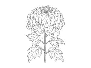 菊（キク）の無料塗り絵イラスト（知育・高齢者レク用）
