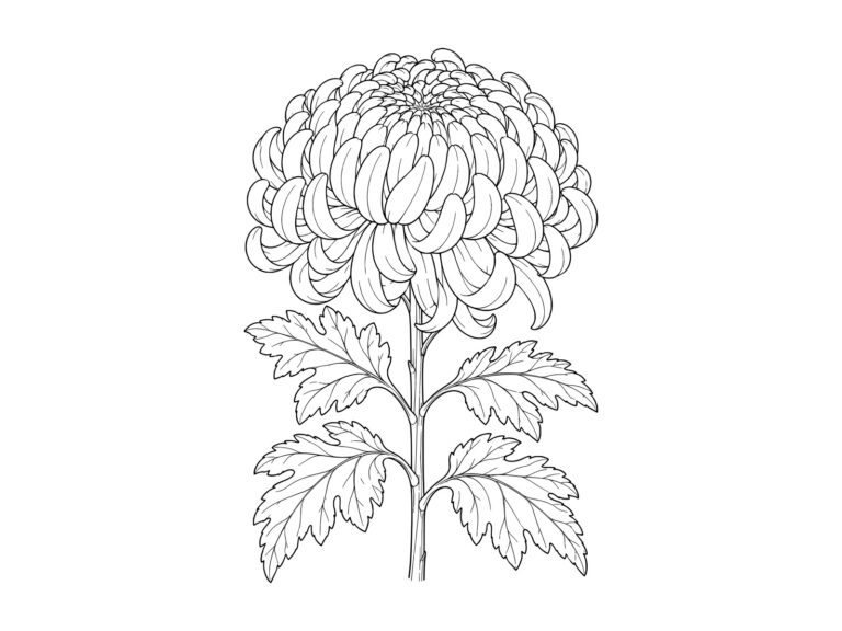 菊（キク）の無料塗り絵イラスト（知育・高齢者レク用）