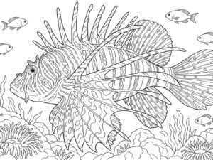岩場でひれを広げるミノカサゴの無料塗り絵イラスト（知育・高齢者レク用）