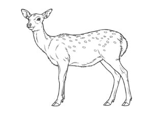 ニホンジカの無料塗り絵イラスト（知育・高齢者レク用）