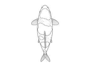 上から見た紅白の無料塗り絵イラスト（知育・高齢者レク用）
