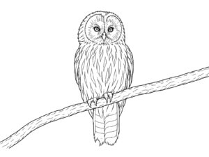 フクロウの無料塗り絵イラスト（知育・高齢者レク用）