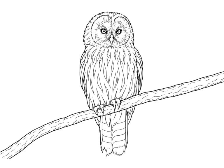 フクロウの無料塗り絵イラスト（知育・高齢者レク用）