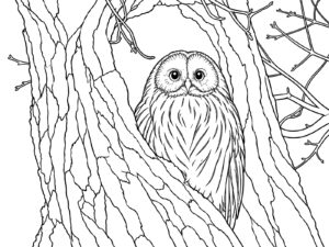 木の穴からのぞくフクロウの無料塗り絵イラスト（知育・高齢者レク用）