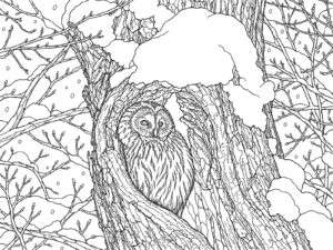 フクロウの無料塗り絵イラスト（知育・高齢者レク用）