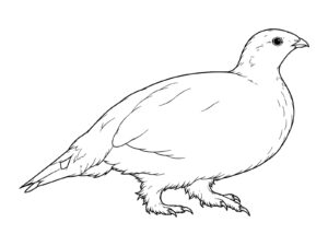 ライチョウ（雷鳥）の無料塗り絵イラスト（知育・高齢者レク用）