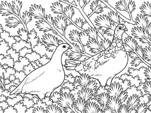ハイマツのそばのオスとメスの無料塗り絵イラスト（知育・高齢者レク用）