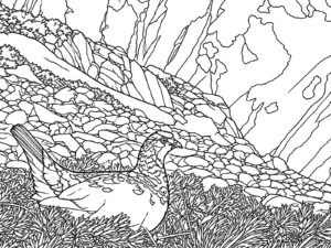 ライチョウ（雷鳥）の無料塗り絵イラスト（知育・高齢者レク用）