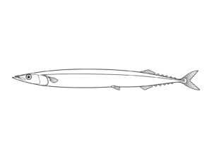 Free printable Pacific saury (side view) coloring page