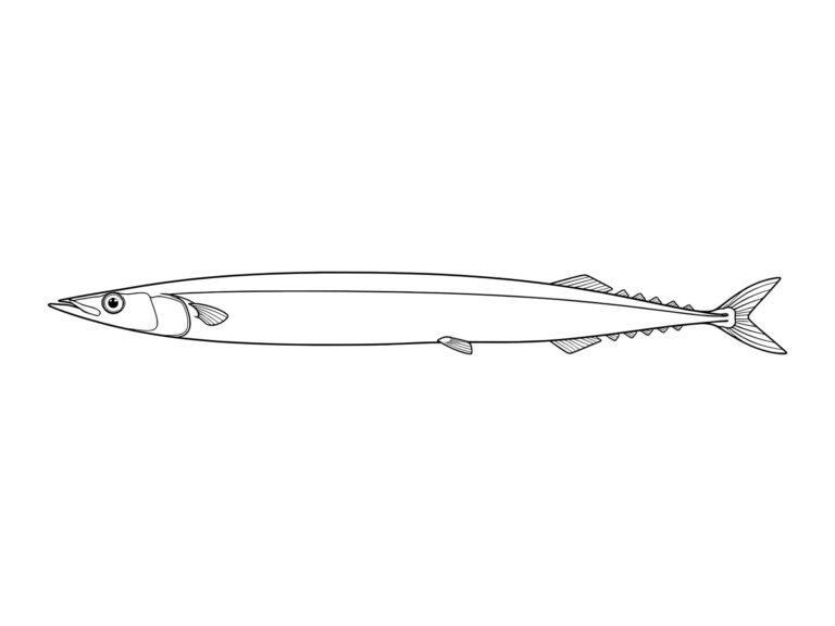 サンマ（秋刀魚）の無料塗り絵イラスト（知育・高齢者レク用）