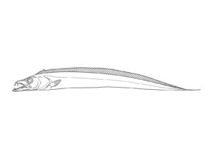 Free printable Cutlassfish (Side View) coloring page