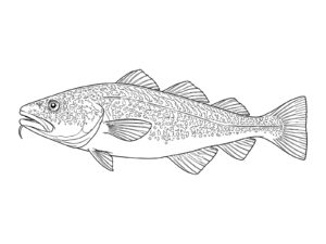 Free printable Pacific cod coloring page